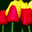 3 Red Tulips